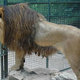 Illustration for article titled New species of lion discovered at Ethiopian zoo